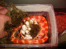 corn snake laying!!!