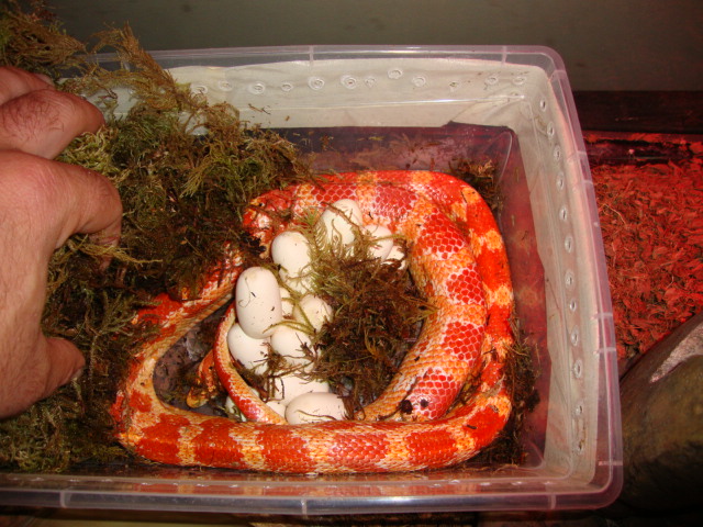 corn snake laying!!!