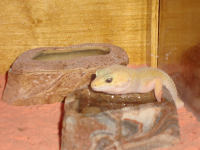 super hypo carrottail leo gecko