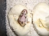 bumb egg
