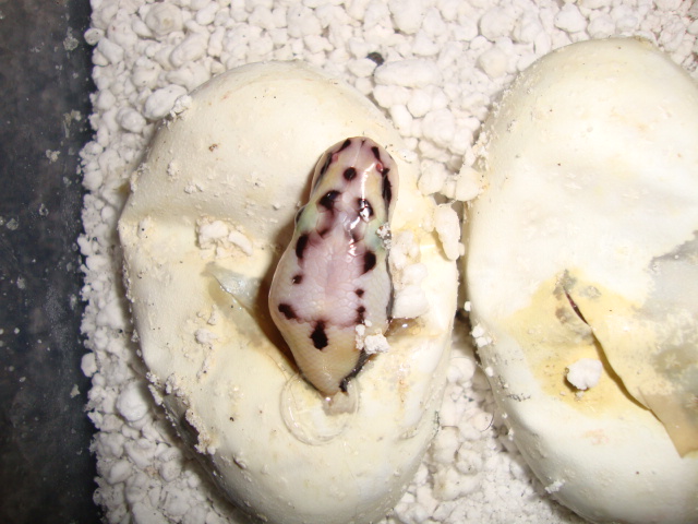 bumb egg