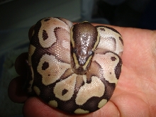 2011 butter#2