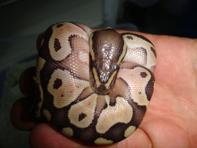 2011 butter#2