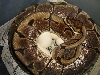 spider female with eggs