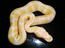 female albino ball