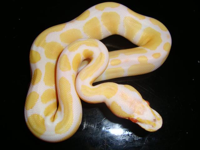 female albino ball