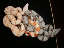 Boa babies