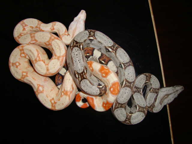 Boa babies