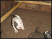 lil pudge