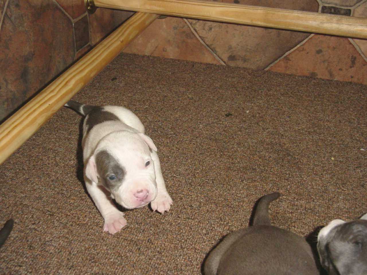 lil pudge