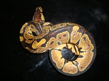 het albino f 1