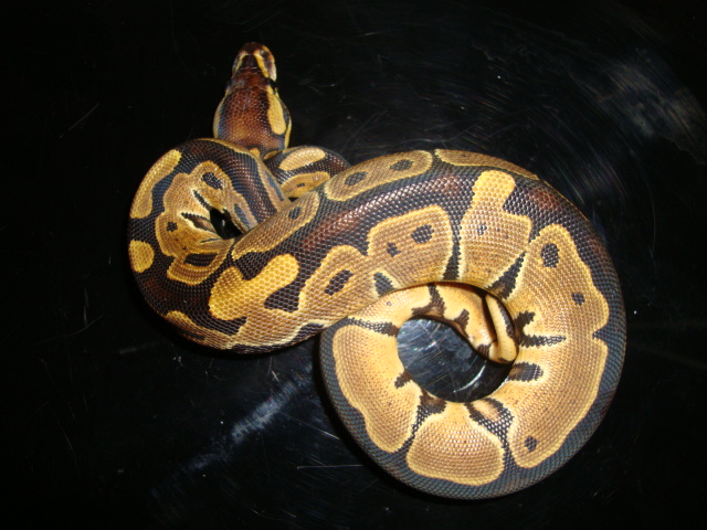 het albino f 1