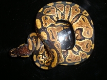 het albino 2