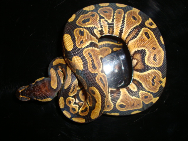 het albino 2