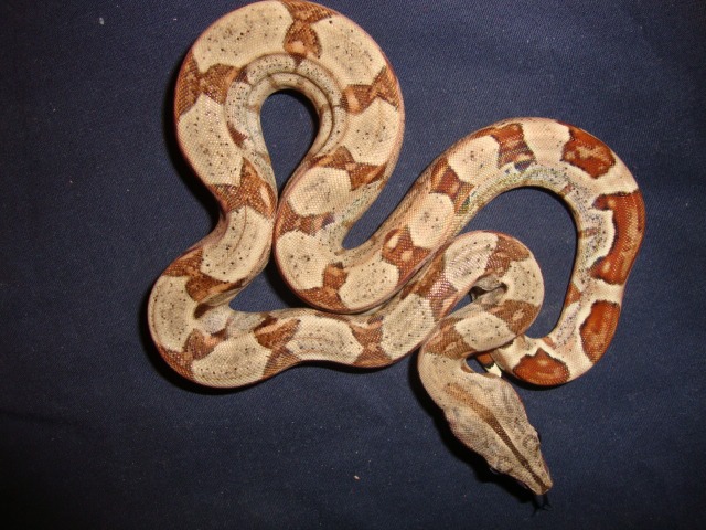 msalmon#6