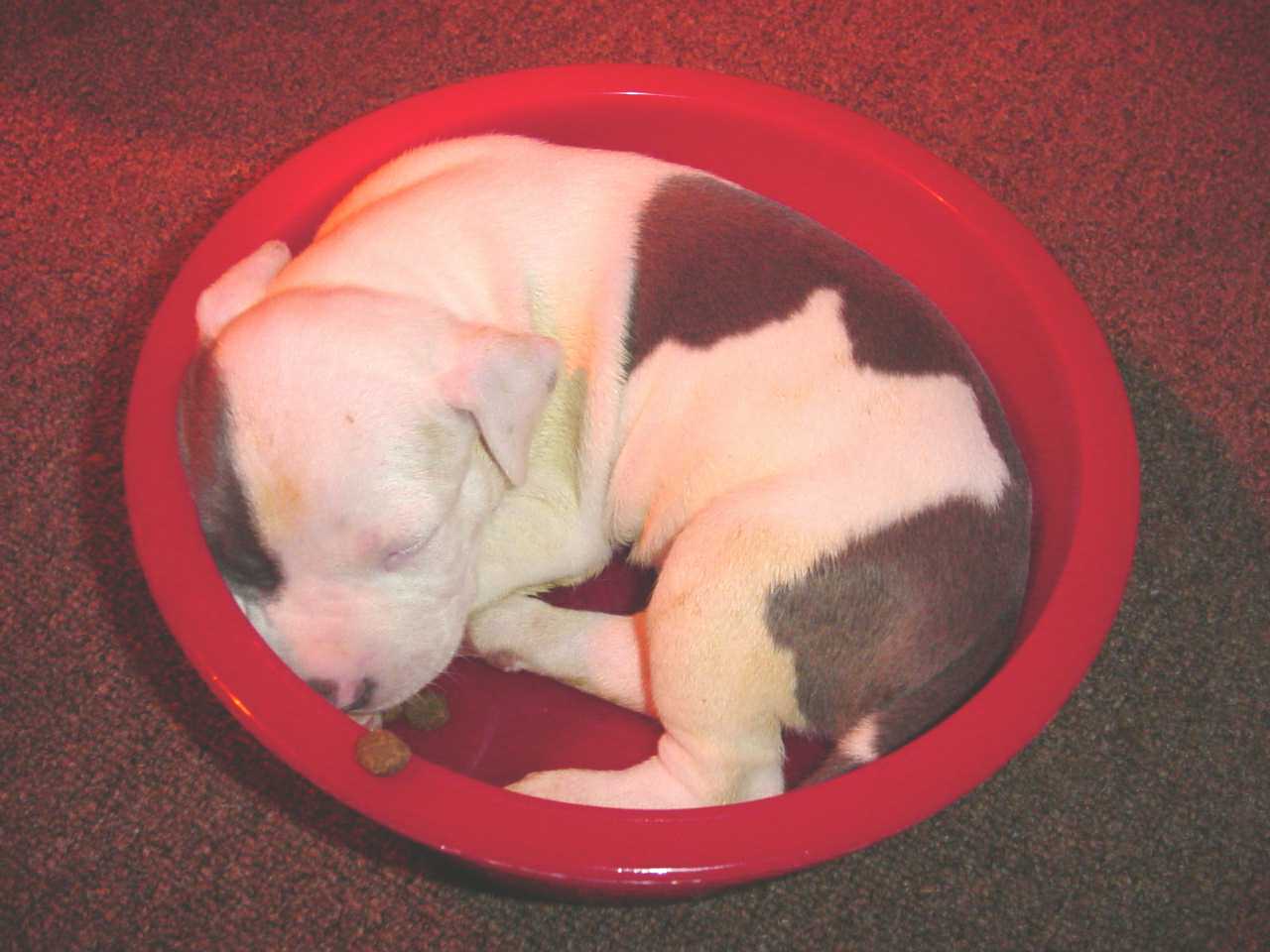 full belly