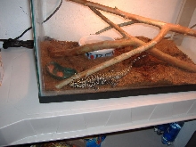 bubba 1