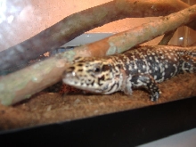 bubba2
