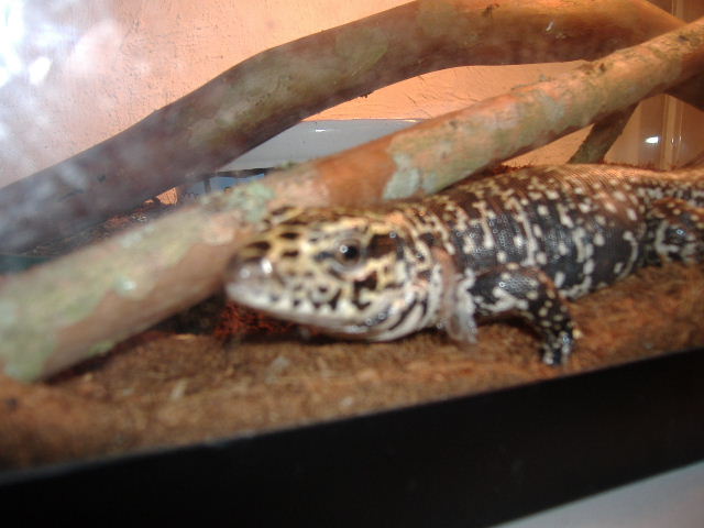 bubba2