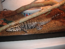 bubba 3