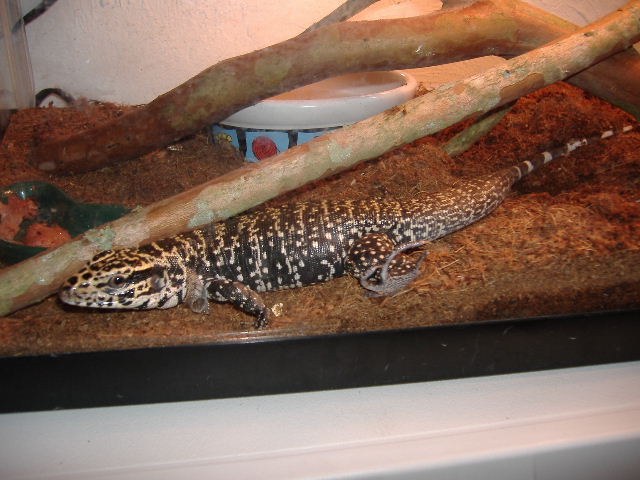 bubba 3