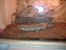 savannah 1
