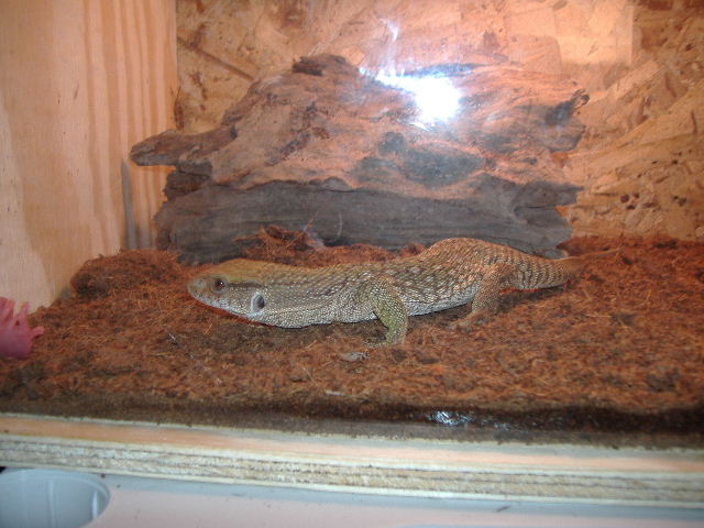 savannah 1