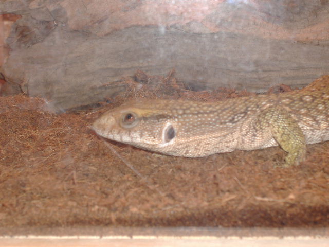 savannah 2