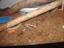 bubba playing peek a boo