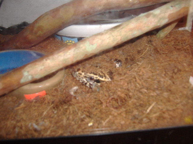 bubba playing peek a boo