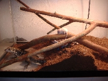 bubba digging his burrow for the night