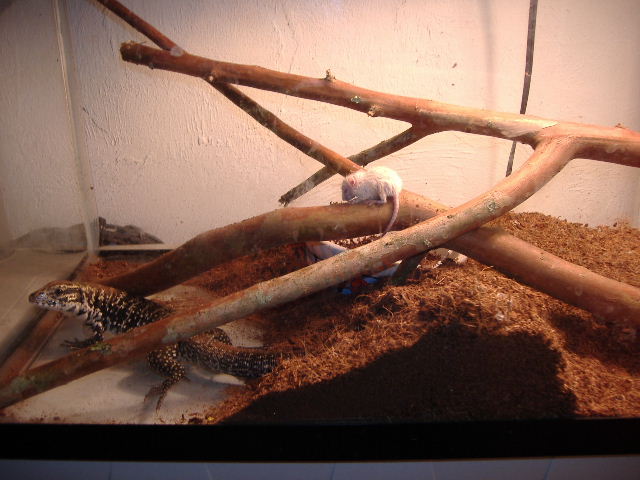 bubba digging his burrow for the night