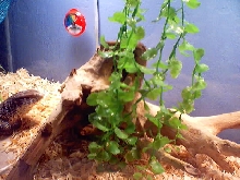 savannah and her log