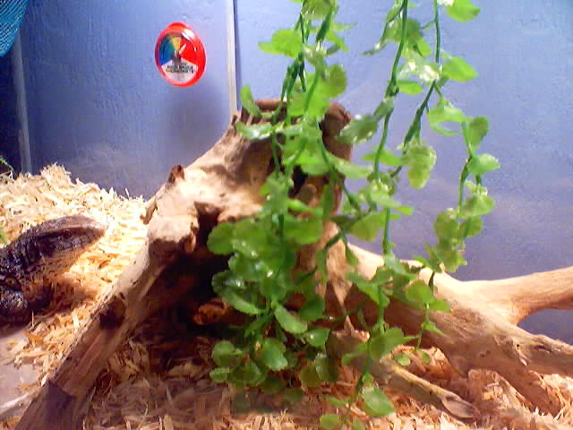 savannah and her log