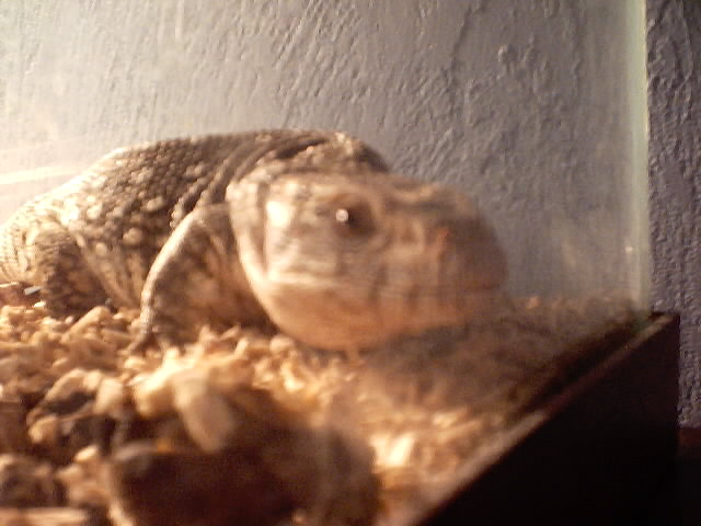 savannah giving her close up