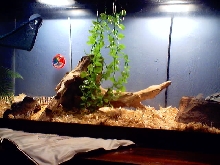 savannah and her cage 2
