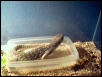 savannah in her water dish