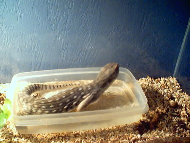 savannah in her water dish