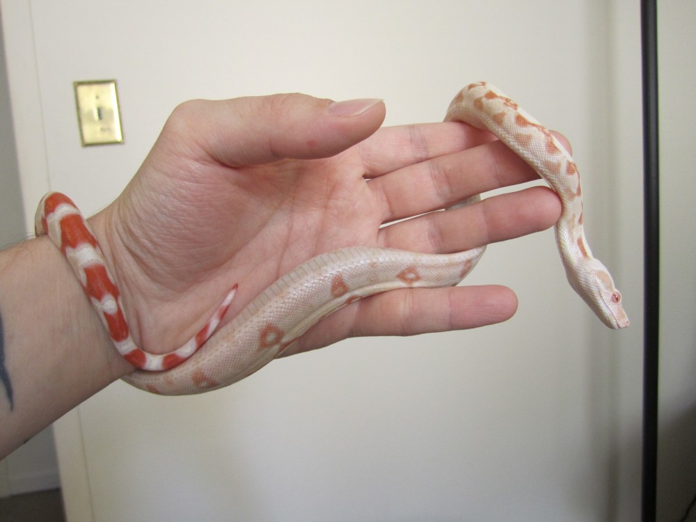 Albino just out of shed