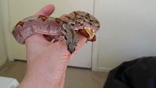 Colorful Hypo het albino