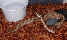 Zoey-Stripe Spider