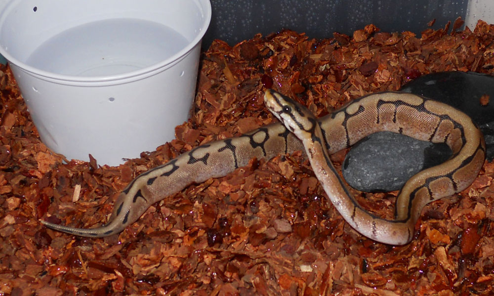 Zoey-Stripe Spider
