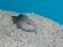 Saltwater - Austin Aquariums
