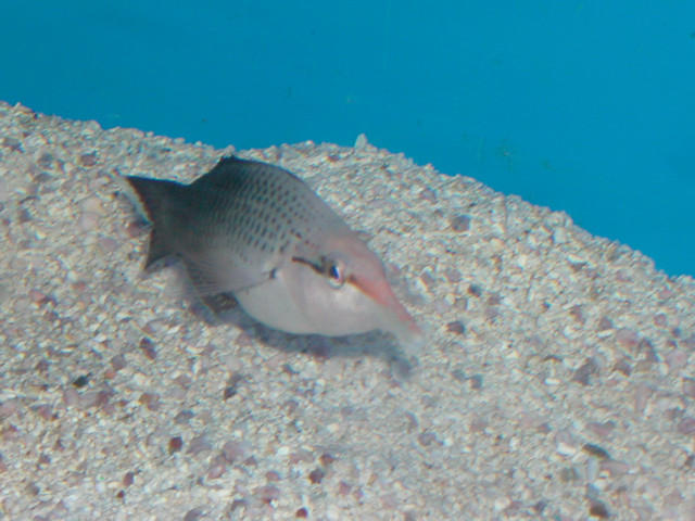 Saltwater - Austin Aquariums