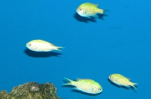 Saltwater Photos