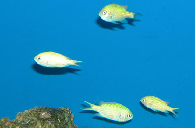 Saltwater Photos