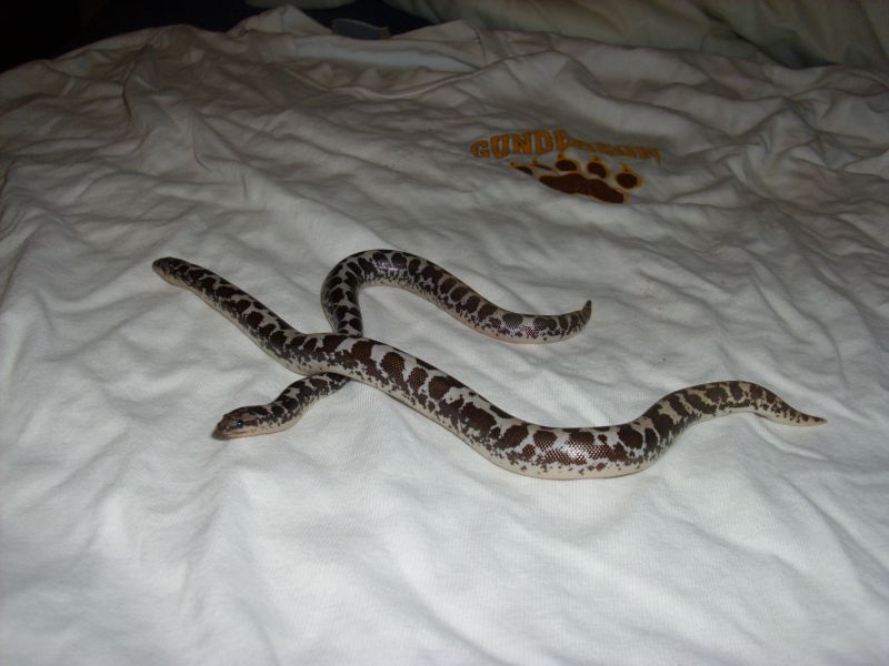 Anery Pair
