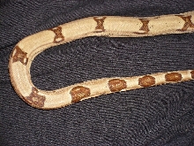 jungle hypo back