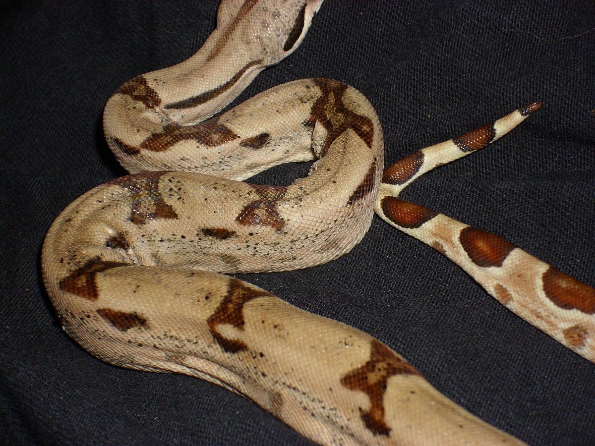 jungle hypo back/side