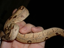 jungle hypo side